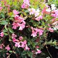 Pretty Pink